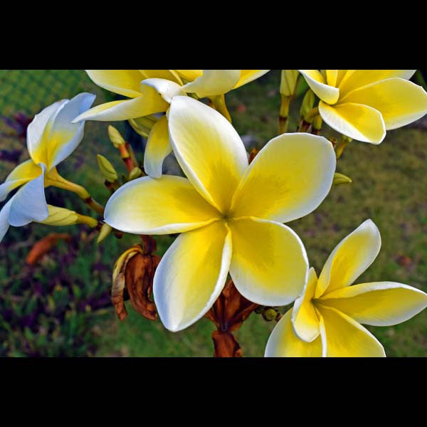 Postcards - Plumeria Blossoms, by The Kauai Store , Postcards - The Kauai Store, The Kauai Store
 - 1