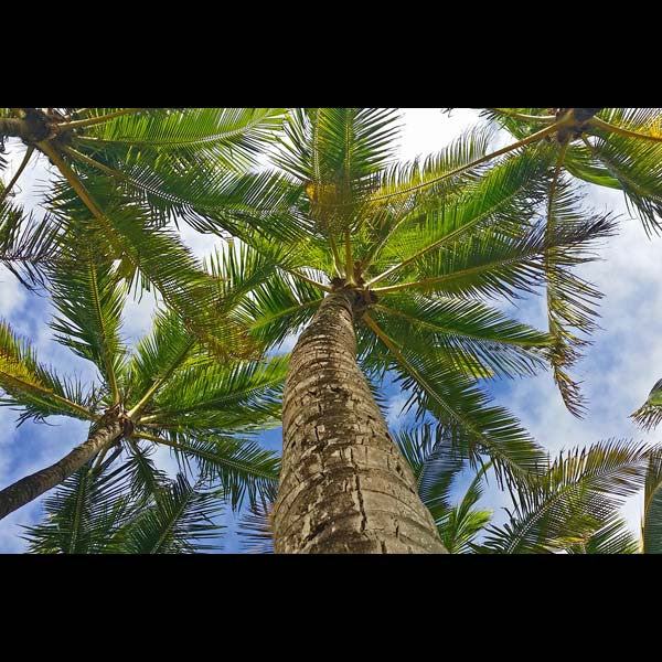 Postcards - Coconut Palms, by The Kauai Store , Postcards - The Kauai Store, The Kauai Store
 - 1